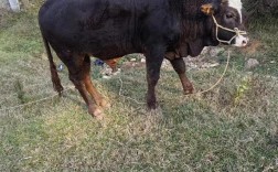 新民黑牛养殖基地地址在哪？