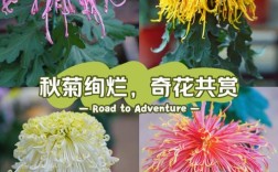 著名菊花品种知多少？