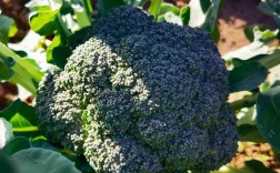 夏季西兰花种植技术要点有哪些？