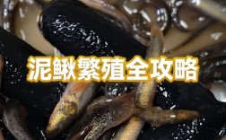 泥鳅人工繁殖技术视频要点有哪些？