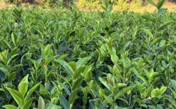 春季油茶种植怎么管理？