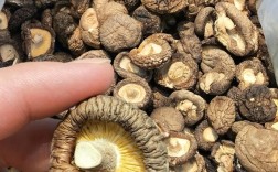 干香菇品种哪种的好