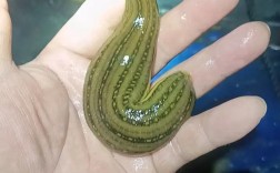水蛭品种到底有多少？附图能数清吗？