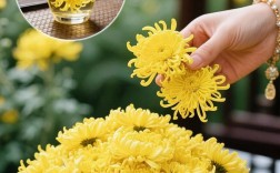 正宗金丝皇菊茶叶价格