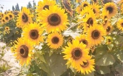 向日葵品种差异究竟有多大？