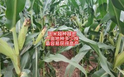 玉米高产栽培技术视频有哪些要点？