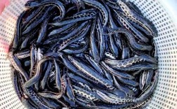 东营黑鱼养殖技术视频，如何高效掌握核心要点？