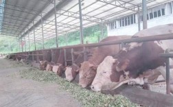 云南养牛技术哪里学？实用技术哪里有？