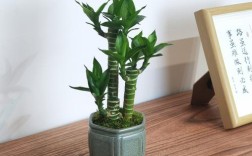 哪种富贵竹品种好？