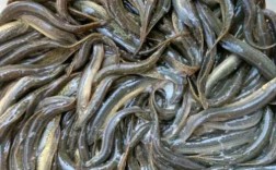 台湾泥鳅2025价格会涨还是跌？