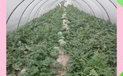 西瓜高产栽培技术视频有哪些要点？