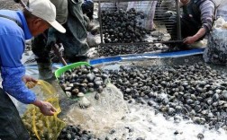 广西田螺养殖技术视频，新手怎么学？