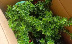 六月雪品种有哪些？附图片详解