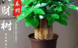 哪种品种的发财树最好养？