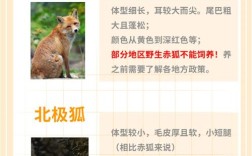 狐狸的品种有多少种