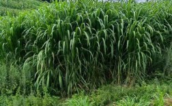 皇竹草图片 种植技术
