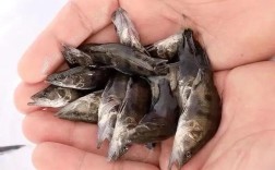 桂鱼养殖技术与规格有哪些关键点？