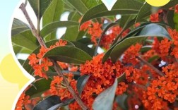 红红的桂花是什么品种