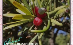 什么品种罗汉松会结果？