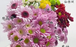 进口切花菊品种有哪些？