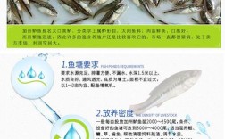 鲈鱼苗价格一斤多少？