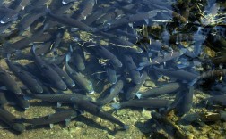 浙江水产养殖主养品种有哪些？