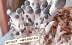 蘑菇栽培技术全集教程，新手能学会吗？