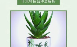 常见芦荟的品种及图片