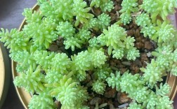 薄雪万年草有哪些常见品种？