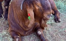 波尔山羊养殖技术要点有哪些？