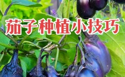 温室茄子种植技术视频，如何掌握关键要点？
