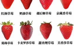 这香甜草莓究竟是什么品种？