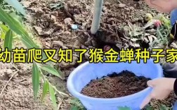 蝉的幼虫养殖方法与市场价格多少？