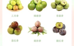 最好的李子品种是什么