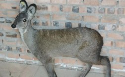 养殖麝香技术有哪些关键要点？