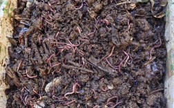 冬天蚯蚓如何保温养殖？