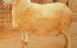 山东小尾寒羊养殖技术有哪些关键要点？