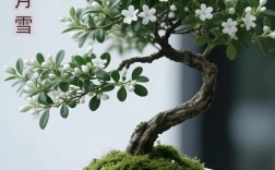 六月雪有哪些常见品种？