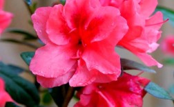 哪种杜鹃花品种颜值最高？