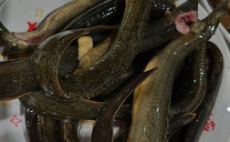 2025重庆泥鳅价格会涨还是跌？