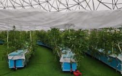 无土栽培技术如何实现高效种植？