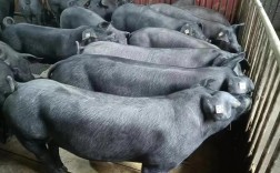 2025年养殖新品种有哪些？