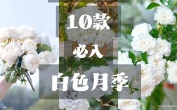 纯白色月季品种有哪些？