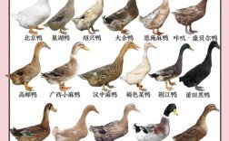 大体型鸭都有那些品种