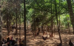 河南种鸡养殖技术基地有何核心技术？