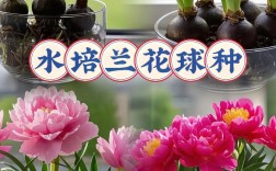 哪些兰花品种喜水好养？