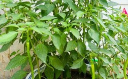 盆栽辣椒视频怎么种？新手必看技巧？