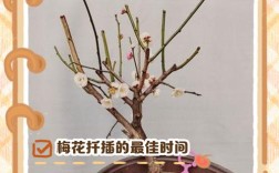 红梅嫁接技术关键步骤有哪些？