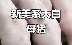 母猪品种怎么选？哪种最合适？