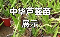 中国芦荟有哪些常见品种？